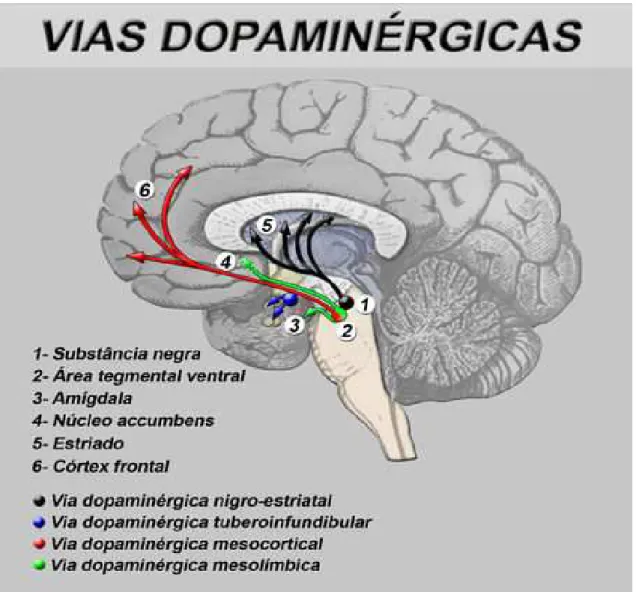 Figura 1: Vias Centrais da Dopamina 
