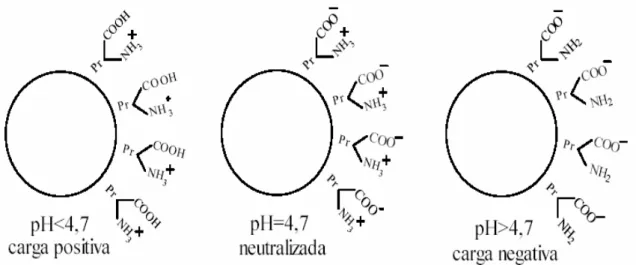 Figura 2.  Representação das cargas elétricas na partícula de borracha do látex. 4