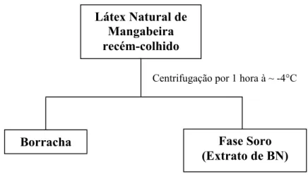 Figura 10.  Fluxograma da obtenção do extrato de BN da mangabeira. 44