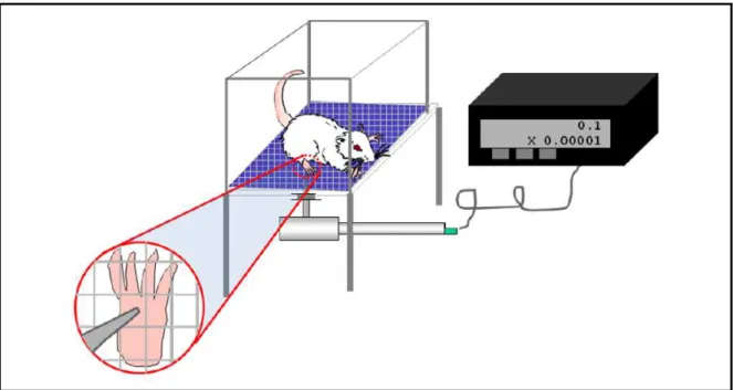 Figura 6: Ilustração do teste de hipernocicepção mecânica plantar 
