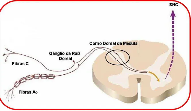 Figura 1: Via Ascendente da Nocicepção  –  primeira sinapse. Os axônios das fibras aferentes  primárias (C e Aδ) que inervam as regiões periféricas transmitem o impulso nociceptivo até as  lâminas do corno dorsal da medula