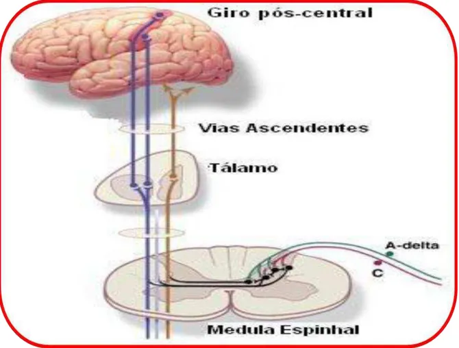 Figura 2: Tratos Aferentes que Partem do Corno Dorsal e Conduzem a Informação aos  Centros  de  Processamento  Cerebrais  (Principal  via  ascendente  da  nocicepção)