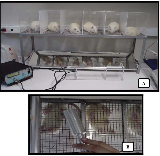 Figura  7.  Teste  de  Von  Frey  Eletrônico.  Em  (A)  observa-se  os  animais  em  caixas  de  acrílico  e  analgesímetro