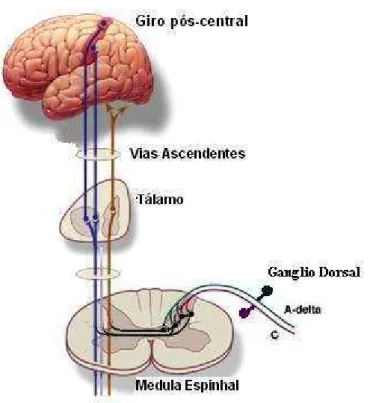 Figura 1 - Representação esquemática dos neurônios das vias  ascendentes viscerais e sinapses medulares e talâmicas