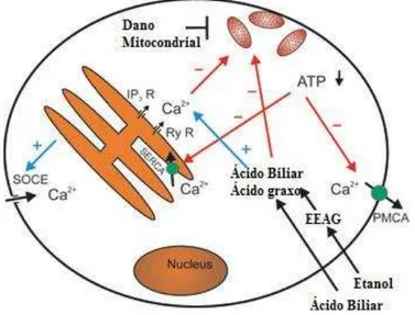 Figura 6. Efeitos dos ácidos biliares e metabólitos não-oxidativos do etanol nas células  exócrinas pancreáticas