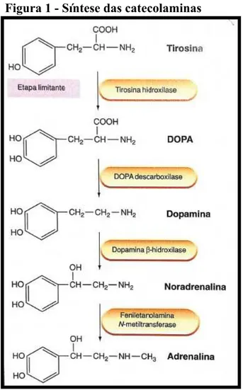 Figura 1 - Síntese das catecolaminas 