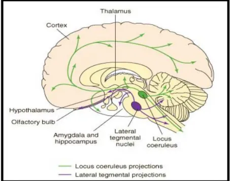 Figura 2 - Vias noradrenérgicas no cérebro 