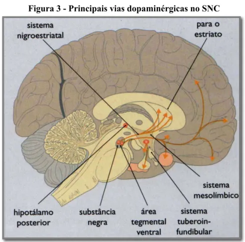 Figura 3 - Principais vias dopaminérgicas no SNC 