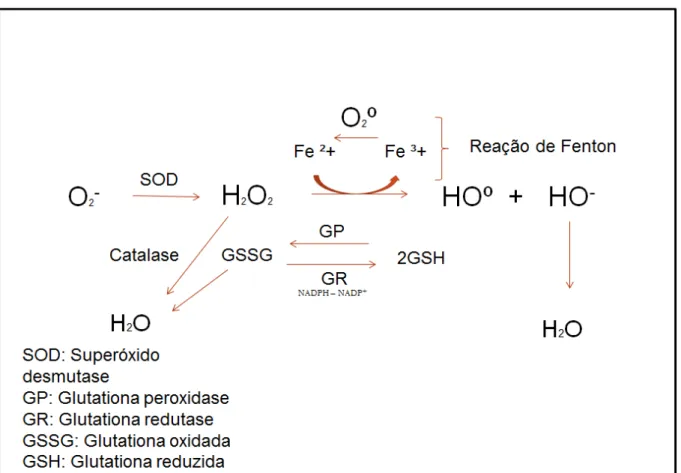 Figura 3  –  Principais mecanismos de inativação de espécies reativas de oxigênio 