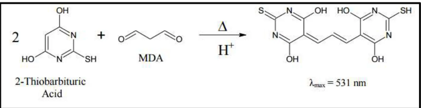 Figura 8 - Reação entre o ácido 2-tiobarbitúrico e MDA sob condições ácidas 