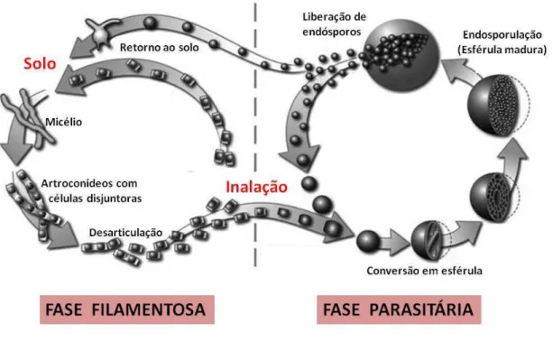 FIGURA  2.  Ciclo  biológico  de  Coccidioides  spp.,  indicando  as  fases  filamentosa  e  parasitária