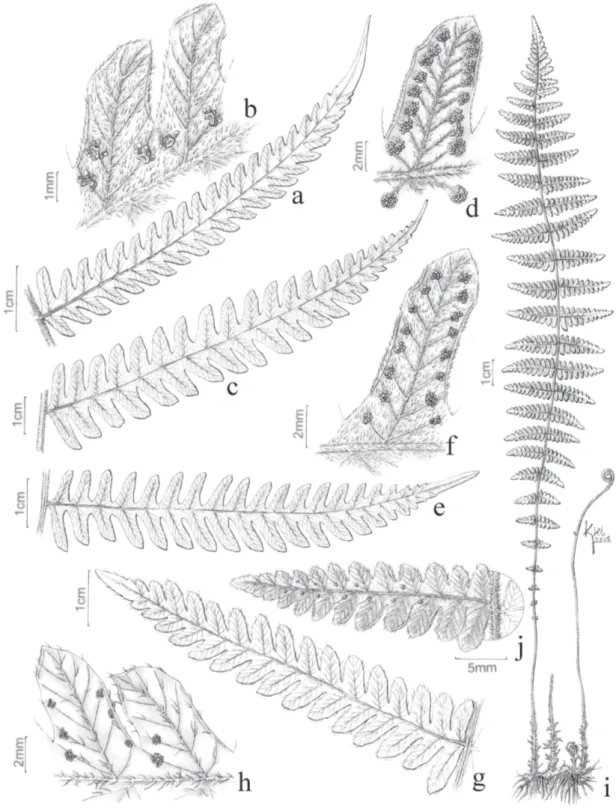 Figura 3. a-b. Thelypteris patens (Handro 279). a. Pina. b. Detalhe das nervuras, tricomas e soros com indúsio