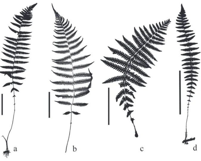 Figura 4. Silhuetas das frondes. a. Thelypteris raddii (Eiten 2104). b. T. regnelliana (Handro 2201)