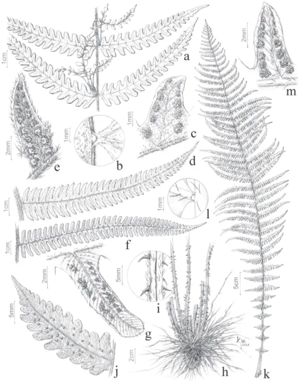 Figura 2. a-c. Thelypteris amambayensis (Handro 2253). a. Pinas com gemas. b. Detalhe do aeróforo na base da pina