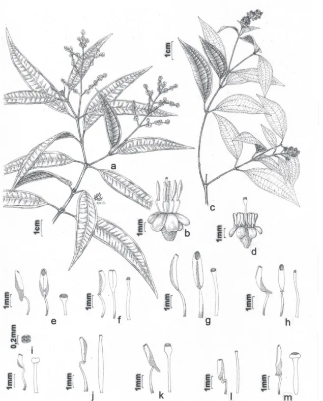Figura 1. a-b. Miconia chartacea. a. Porção de um ramo com frutos. b. Flor. c-d. M. paniculata