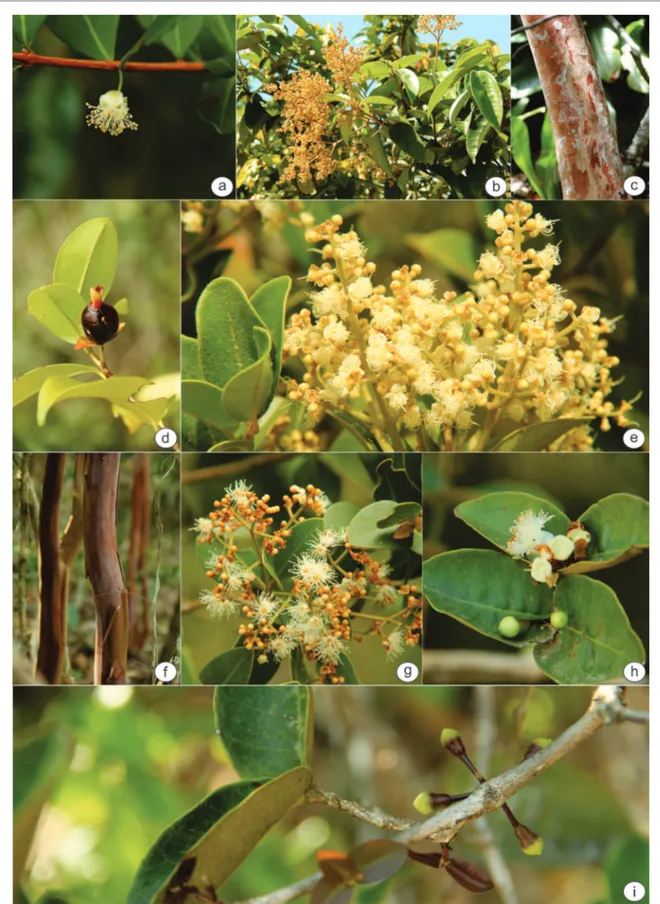 Figura 3. Espécies de Myrtaceae no município de Jacobina, Estado da Bahia, Brasil. a. Eugenia punicifolia