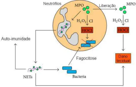 Figura  3.  Envolvimento  da  MPO  na  função  de  neutrófilos  (Fonte:  ODOBASIC  et  al,  2016 Adaptado)