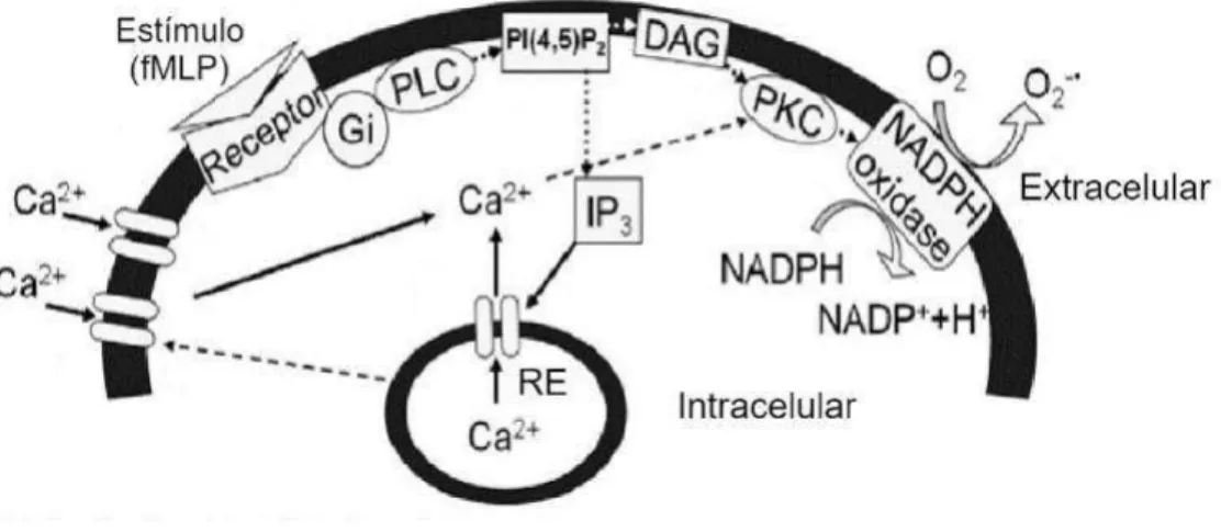 Figura 5. Modelo esquemático da via de transdução de sinal em neutrófilos. (FONTE: 