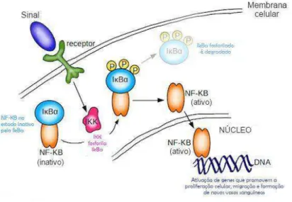 Figura  6.  Via  de  ativação  do  NF-κB  na  resposta  inflamatória.  (FONTE: 