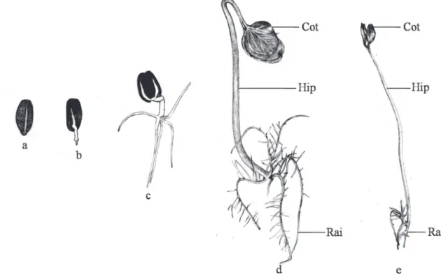 Figura 1. Morfologia da plântula de pinhão-manso (Jatropha curcas) germinada em câmara escura