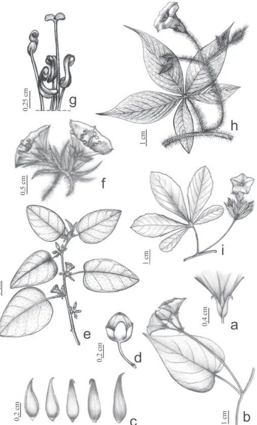 Figura 4. a-c. Jacquemontia martii . a. Vista lateral do cálice. b. Ramo fértil. c. Sépalas internas à esquerda e  externas à direita
