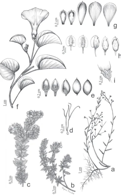 Figura 1. a.  Evolvulus filipes. Ramo fértil. b-d. Evolvulus glomeratus. b-c. Ramo fértil