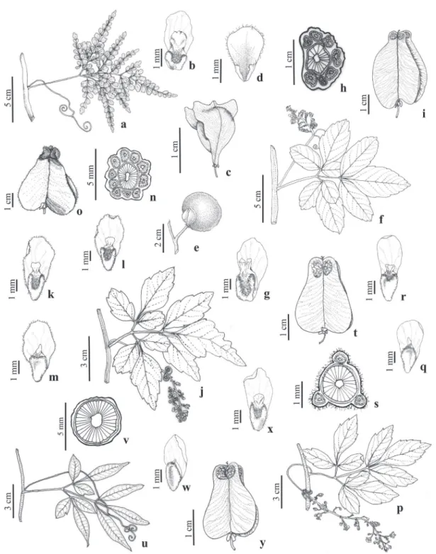 Figura 3. a-c. Paullinia thalictrifolia. a. Folha. b. Pétala posterior. c. Fruto. d-e