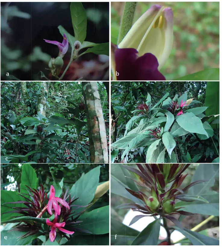 Figura 6. Acanthaceae da Marambaia, RJ, Brasil. Justicia cydoniifolia  (Nees) Lindau. a