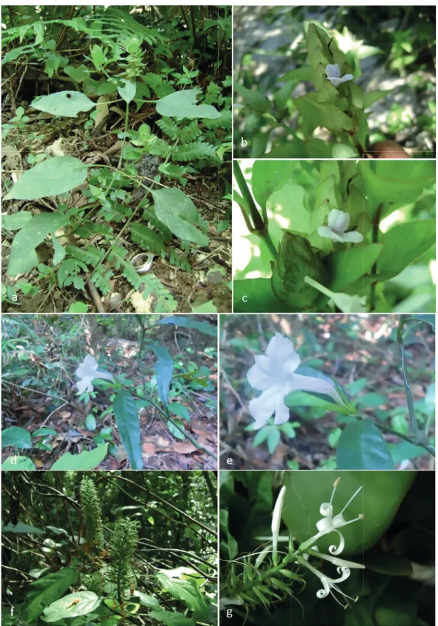 Figura 7. Acanthaceae da Marambaia, RJ, Brasil. Ruellia blechum L. a. Indivíduo às margens da fl oresta