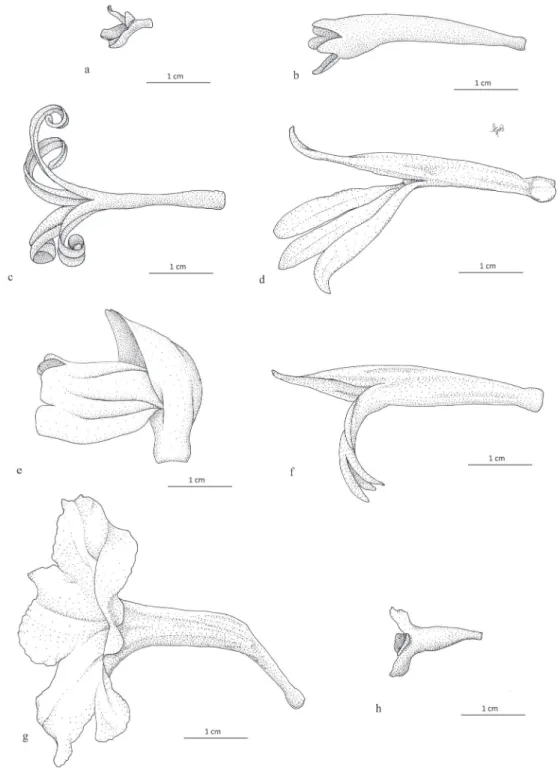 Figura 1. Acanthaceae da Marambaia, RJ, Brasil. Corolas em vista lateral. a. Avicennia schaueriana Stapf &amp; Leechm