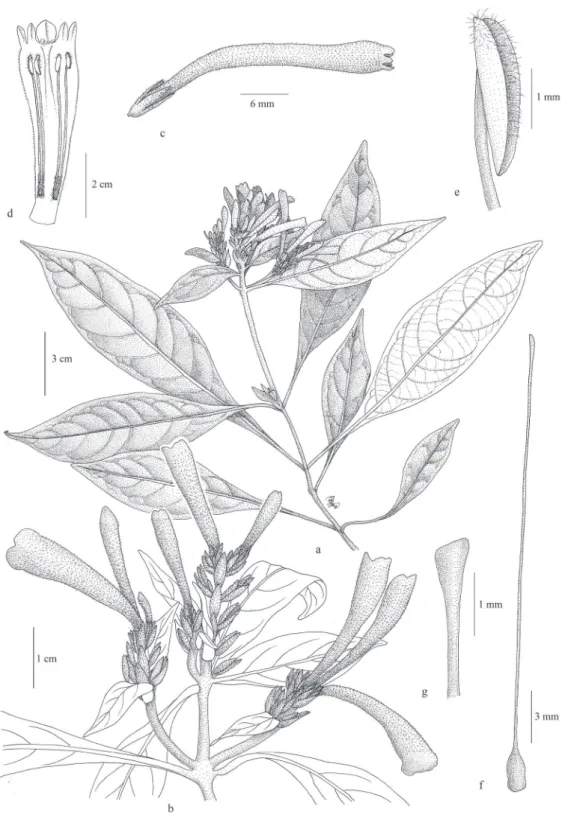 Figura 2. Acanthaceae da Marambaia, RJ, Brasil. Aphelandra longiflora (Lindl.) Profice