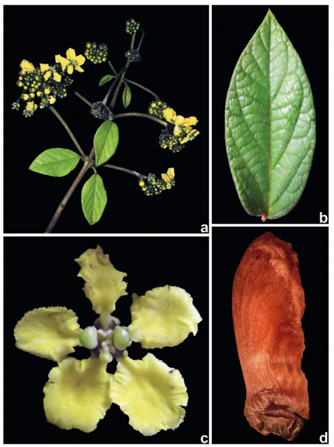 Figura 10. Stigmaphyllon gayanum.  a. Ramo reprodutivo evidenciando inflorescências laterais