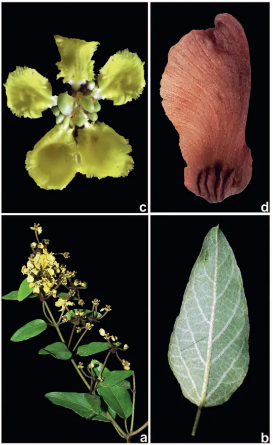 Figura 3. Stigmaphyllon alternifolium . a. Ramo reprodutivo evidenciando inflorescências laterais