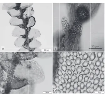 Figura 1. a-d. Cheilolejeunea aciculifera R.M. Schust. a. Aspecto  geral do gametófito, vista ventral