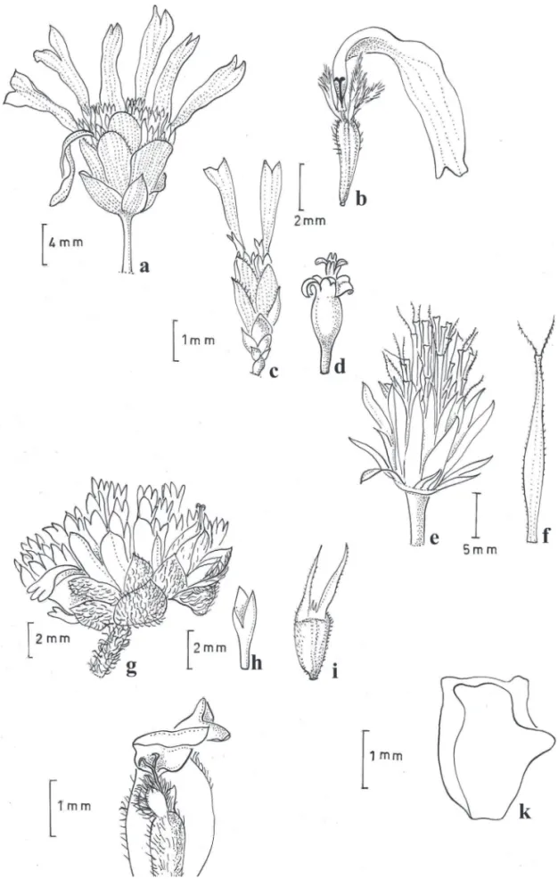 Figura 3: Representação esquemática dos gêneros de Heliantheae s.l. do Parque Estadual do Biribiri