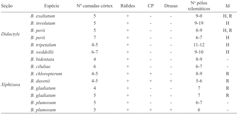 Tabela 2. Presença e organização das estruturas na raiz das espécies de Bulbophyllum sect