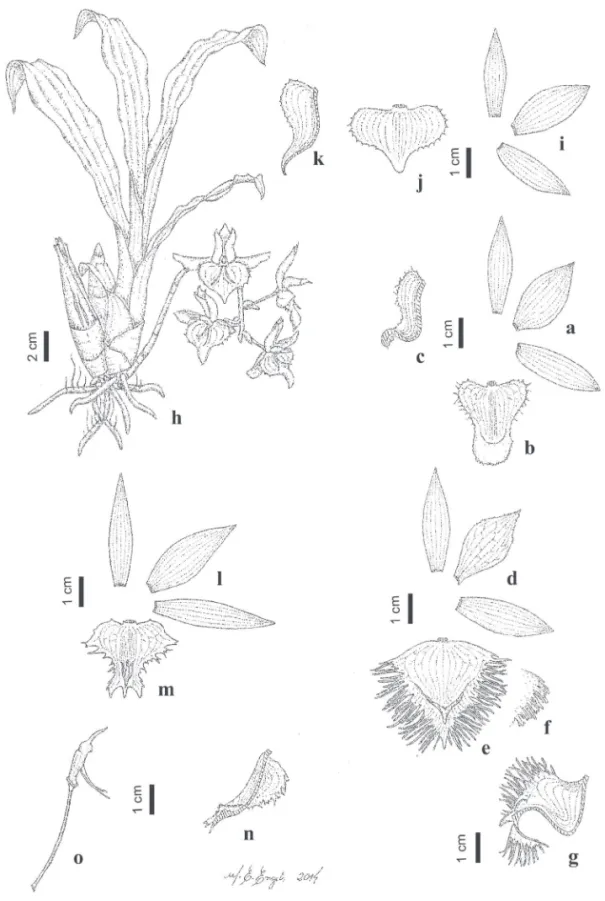 Figura 1. Espécies de Catasetum ocorrentes no Estado do Paraná, Brasil. a-c. C. atratum