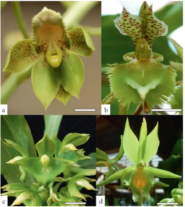 Figure 3: Flores estaminadas das espécies de Catasetum Rich. ex. Kunth. no Estado do Paraná, Brasil