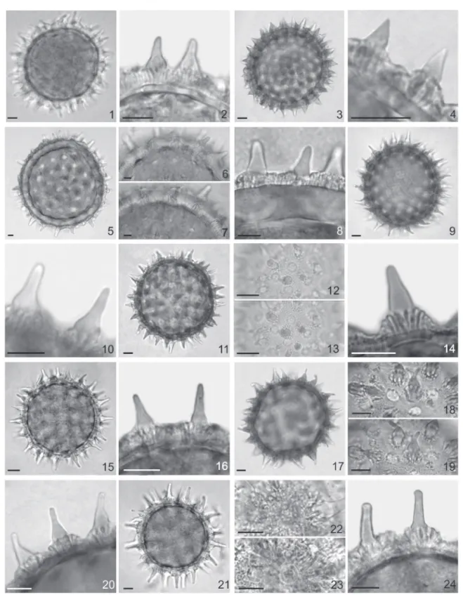 Figure 1-24. Pollen grains of Ipomoea L. species. 1-2. I. amnicola Morong. 1. General view, optical section
