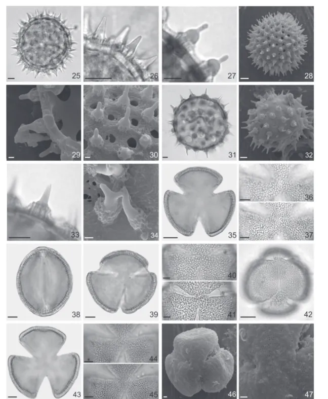 Figure 25-47. Pollen grains of Ipomoea L. Turbina Raf. and Merremia Dennst. ex Endl. species