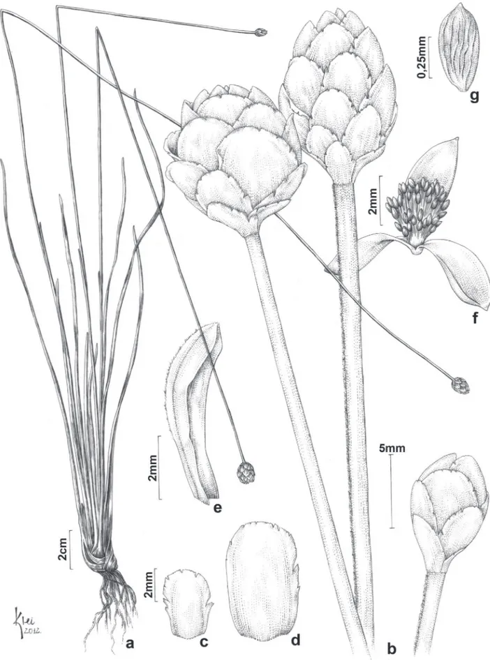 Figura 4. Xyris metallica. a. Hábito. b. Espigas. c. Bráctea estéril. d. Bráctea floral