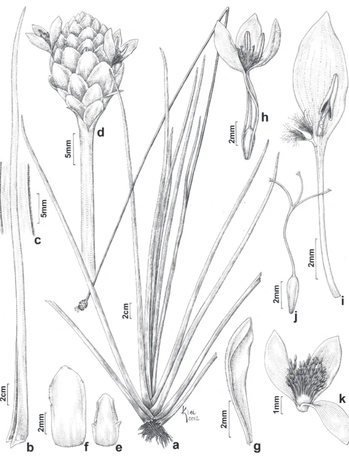 Figura 2. Xyris augusto-coburgii. a. Hábito. b. Folha. c. Detalhe da lâmina foliar com margem escabra