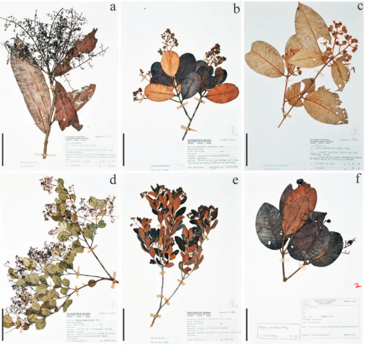 Figura 5. a. Myrcia hexasticha. b. Myrcia ilheosensis. c. Myrcia isaiana. d. Myrcia multiflora