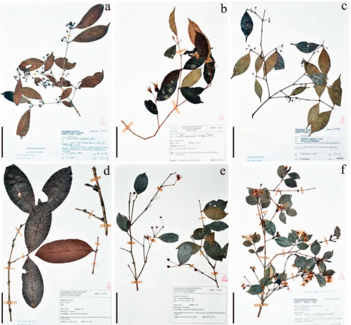 Figura 3. a. Eugenia brevistyla. b. Eugenia cuprea. c. Eugenia excelsa. d. Eugenia neoglomerata