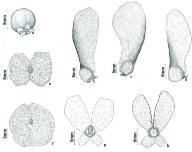 Figura 1. Frutos. a. Byrsonima myricifolia Griseb. b. Heteropterys nitida (Lam.) D.C. c