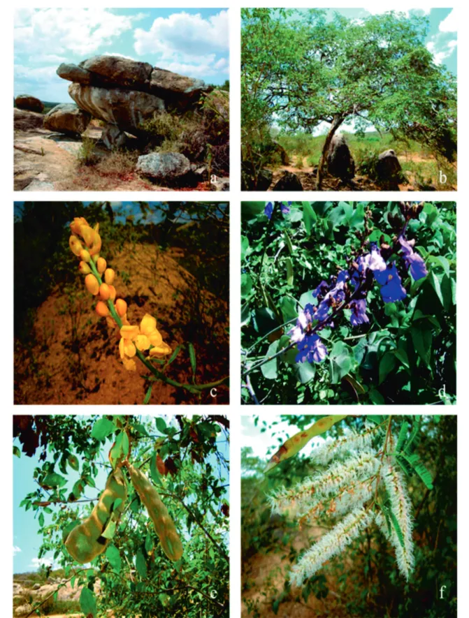 Figura 2. Aspecto da área de estudo e imagens de espécies de leguminosas coletadas, APA do Cariri, Paraíba, Brasil