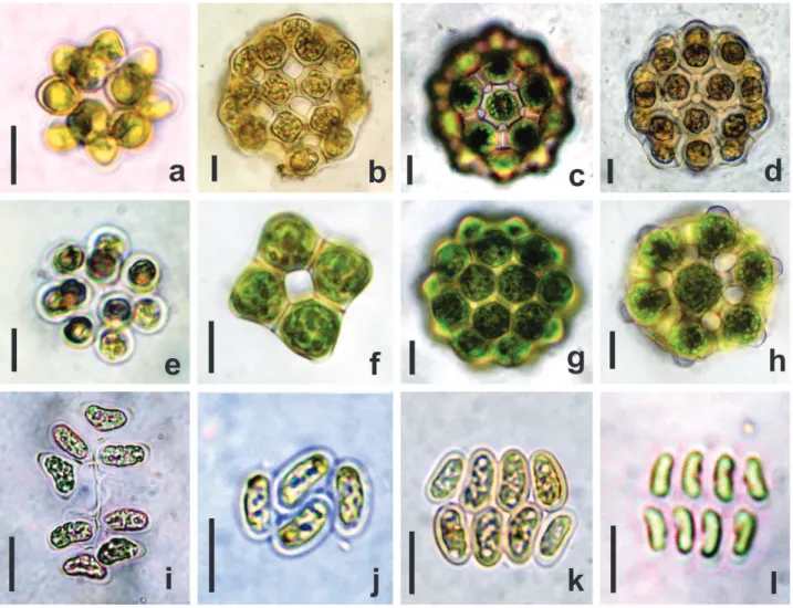 Figura 2 a. Coelastrum astroideum. b. C. cruciatum. c-d. C. indicum. e. C. microporum