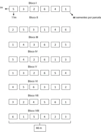 Figura 1 - Esquema de implantação dos tratamentos nas parcelas de  acordo com o delineamento experimental em blocos casualizados,  pastagem abandonada no município de Piracaia, SP, Brasil