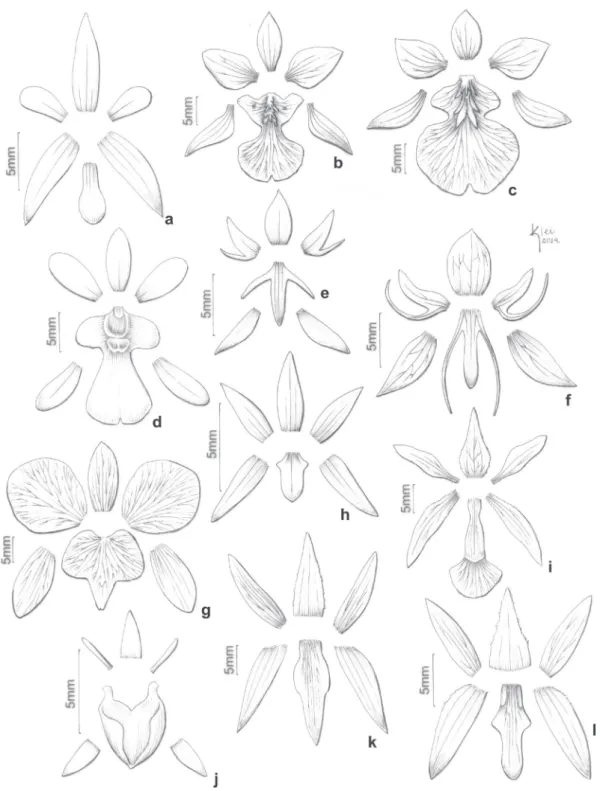 Figura 1. Peças do perianto distendidas de espécies de Orchidaceae ocorrentes em quatro fragmentos de Campos de Altitude em Campos  do Jordão, SP, Brasil