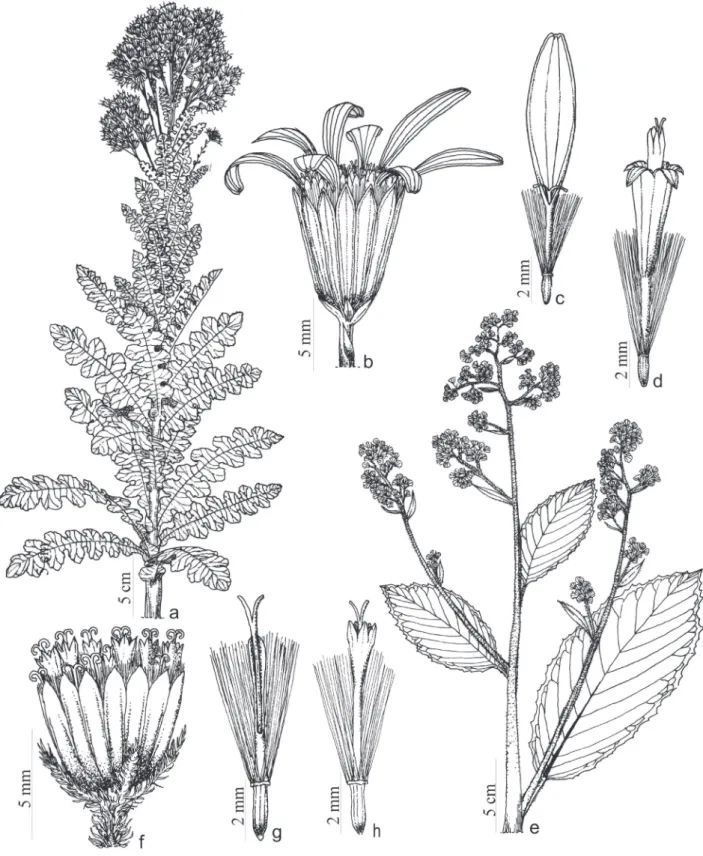 Figura 8. a-d. Senecio pseudostigophlebius Cabrera. a. Ramo Florido. b. Capítulo. c. Flor do raio